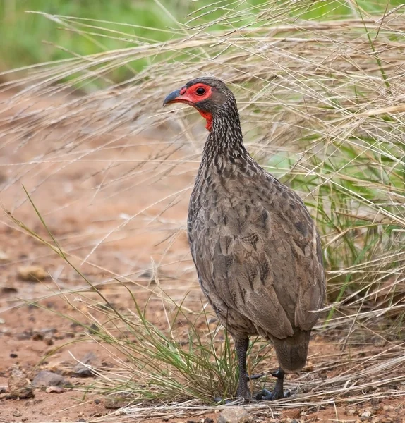 Swainsons francolin standing in long grass — Stock Photo, Image