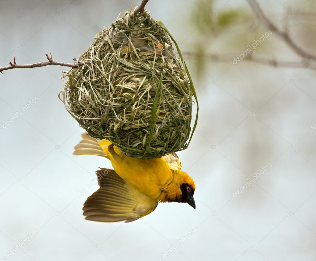 Weaver building a nest in a tree