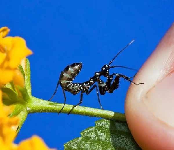 Makro små svarta praying mantis på gul blomma — Stockfoto