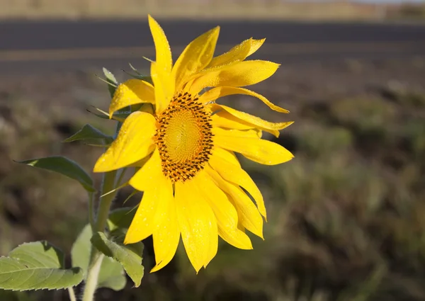Sonnenblume gegen Straße und Gras — Stockfoto