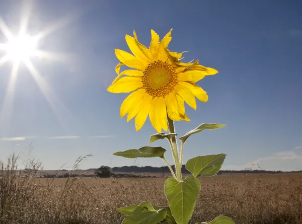 Slunečnice proti modré obloze jediného — Stock fotografie