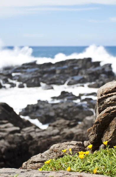 Gelbe Blumen auf den Felsen am Meer — Stockfoto