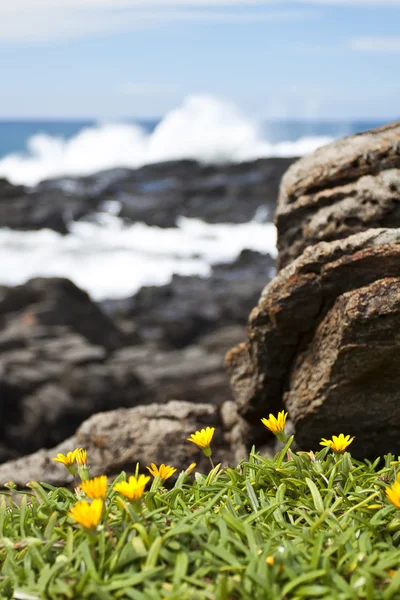Flores amarelas nas rochas junto ao mar — Fotografia de Stock