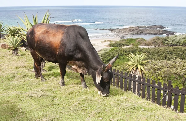 Brauner Bulle frisst Gras mit dem Ozean im Hintergrund — Stockfoto