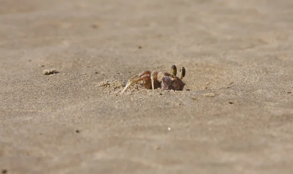 Краб выглядывает из дыры в песке на пляже — стоковое фото