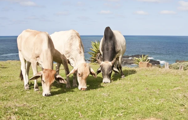 三头牛吃草与背景中的海洋 — 图库照片