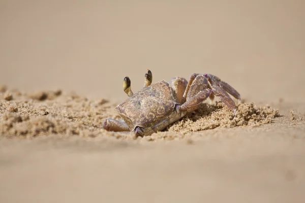 Crab peeping out of hole in sand on beach closeup — Stock Photo, Image