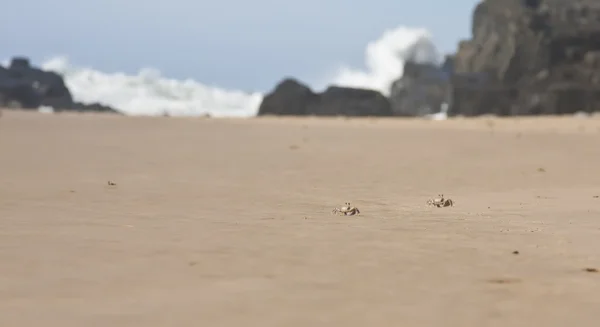 Два далеких краба на пляже со скалами и брейкерами — стоковое фото
