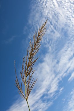 çim closeup arkadan mavi gökyüzü