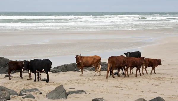 在多云的日子上海滩上的牛 — 图库照片