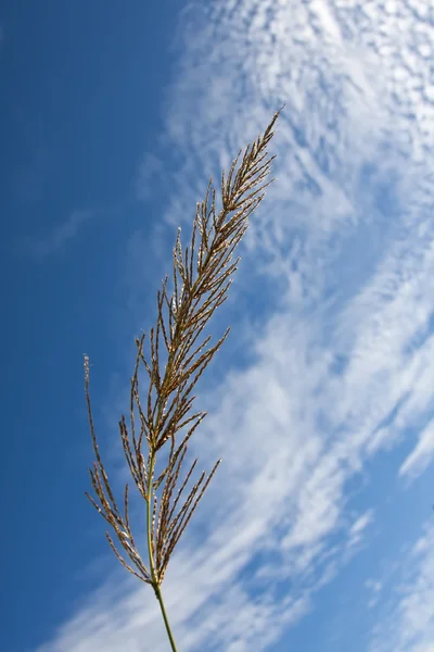 Gräs närbild mot blå himmel med bakgrundsbelysning — Stockfoto