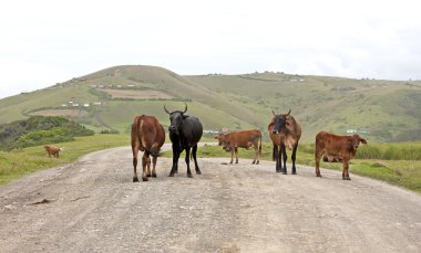 Herd of cattle on dirt road in rural Africa clipart