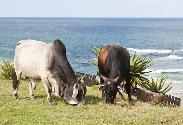 Cattle eating grass with ocean in background — Stock Photo, Image