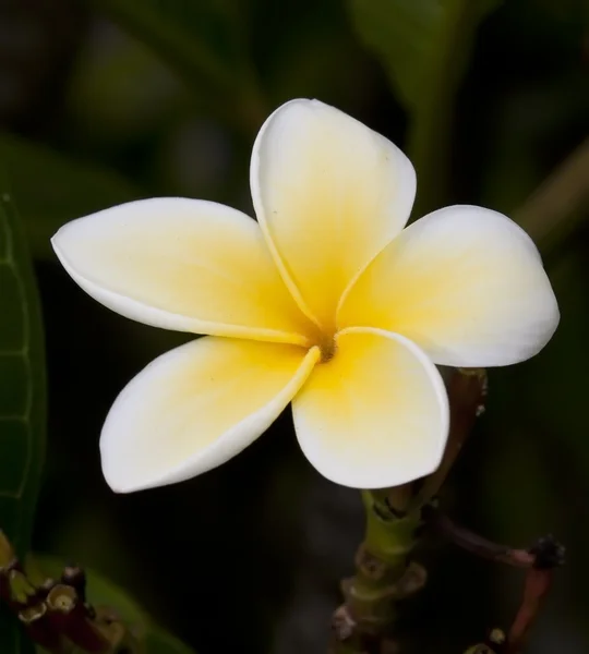 Primer plano macro de flor de frangipani amarillo y blanco — Foto de Stock