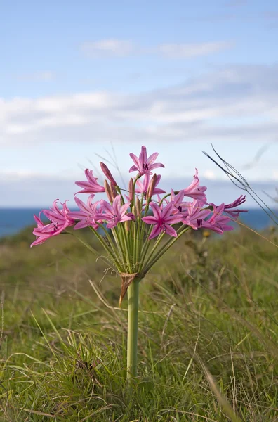 Closeup ของดอกไม้สีชมพูกับมหาสมุทรในพื้นหลัง — ภาพถ่ายสต็อก