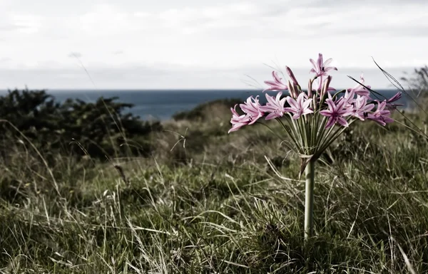 Närbild av rosa blommor med havet i bakgrunden — Stockfoto