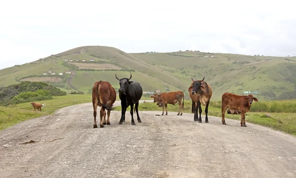 Sığır sürüsü kırsal Afrika toprak yol üzerinde — Stok fotoğraf