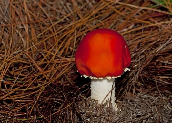 Roter Pilz auf dem Boden eines Waldes — Stockfoto