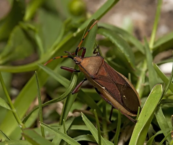 Yeşil çimenlerin üzerinde çirkin böcek makro — Stok fotoğraf