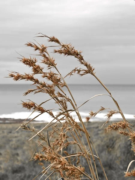 Landskap med gräs i vind med havet — Stockfoto