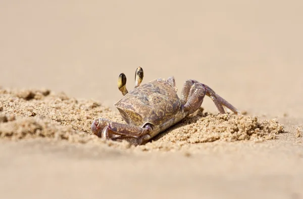 Krabbe lugt aus Loch im Sand in Strandnähe — Stockfoto