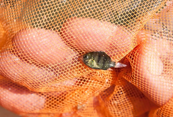 Kis barna hal cought a narancs nettó — Stock Fotó