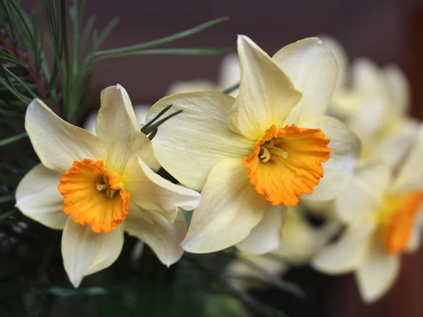 黄色の水仙の花束 — ストック写真