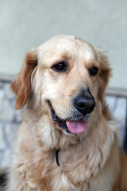 Güzel golden retriever