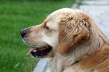 Güzel golden retriever