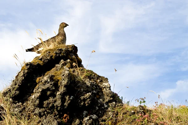 Птица на скале — стоковое фото