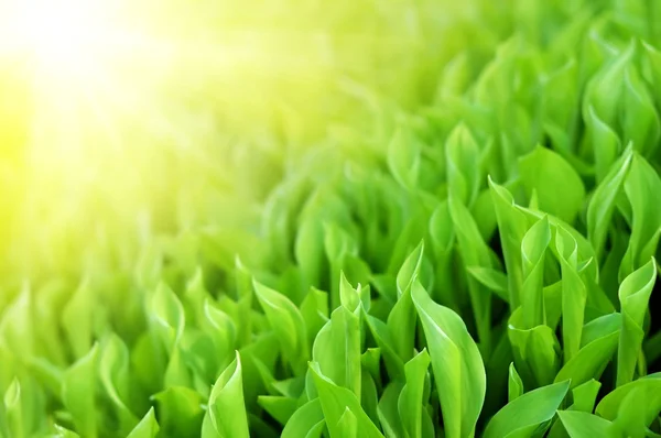 Verse lente groen gras in glans zonlicht — Stockfoto