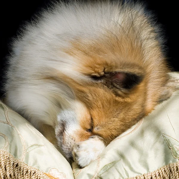 Niedlicher Welpe im Schlaf zusammengerollt — Stockfoto