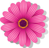 Beautiful pink Gerber Daisy
