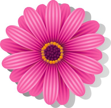 Beautiful pink Gerber Daisy clipart