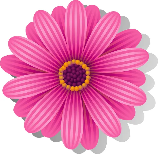 美しいピンク ガーバー デイジー — ストックベクタ