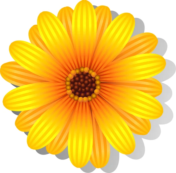 Beautiful yellow Gerber Daisy — Stock Vector