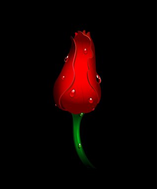 Beautiful red tulip on black clipart