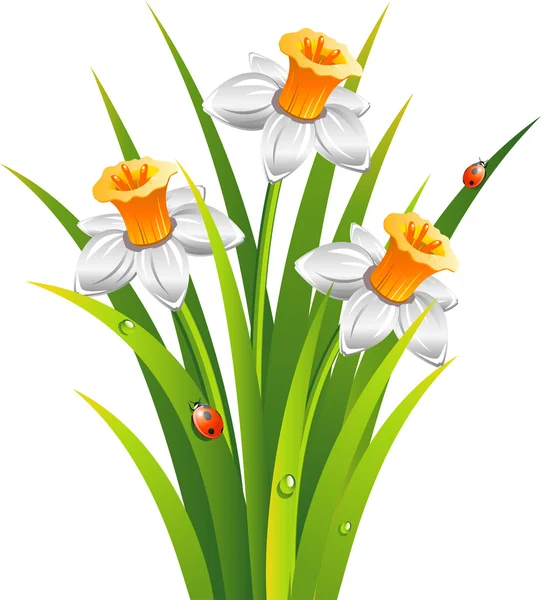 Daffodilos —  Vetores de Stock