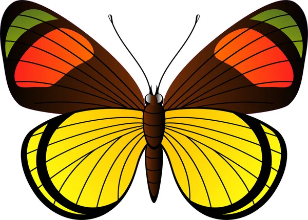 Prachtige tropische vlinder — Stockvector