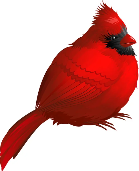 Pássaro cardeal — Vetor de Stock