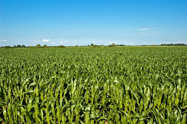 Campo de maíz verde Imágenes De Stock Sin Royalties Gratis