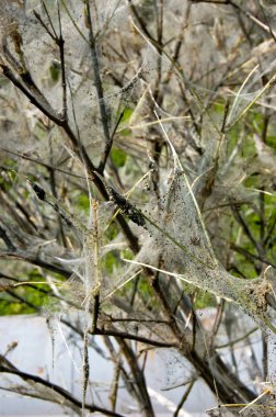 Tree covered with cocoons of larvae clipart