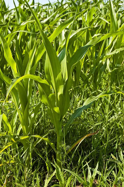 Кукурудзи зелен — стокове фото