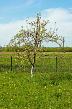 Tree of the apple tree clipart