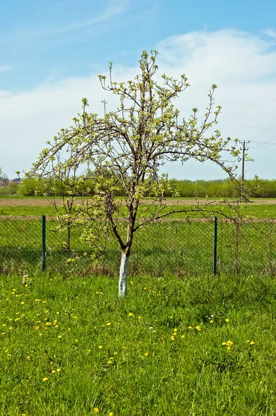 사과 나무의 나무 스톡 이미지