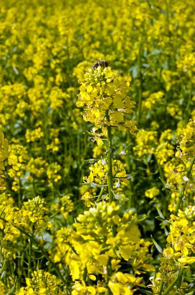 stock image Rape field