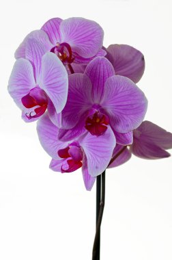 Orchid clipart