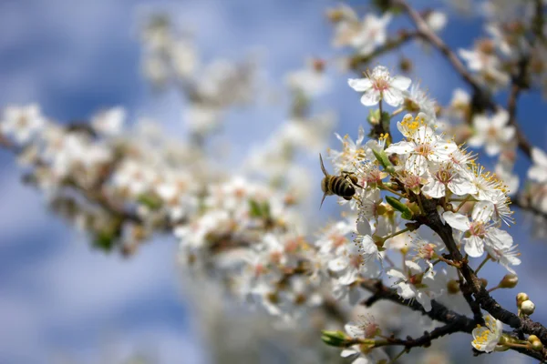 Bee and blossom tree — Stock Photo, Image