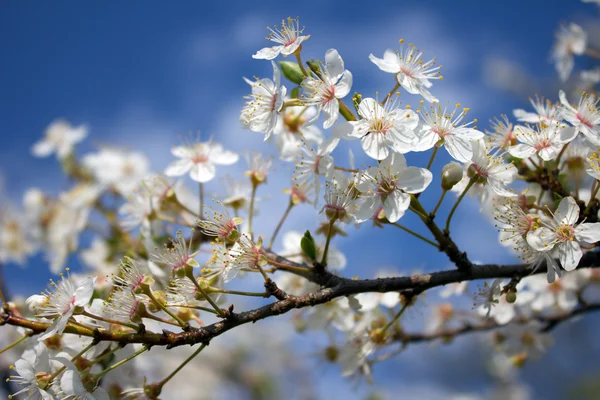Blossom tree branch during the sprint — Stock Photo, Image