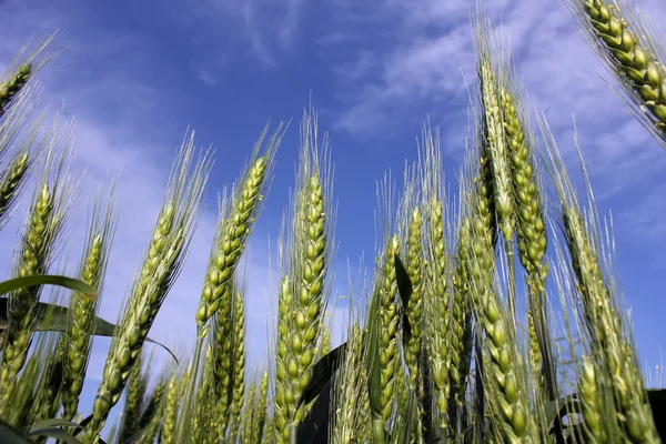Деякі вуха і небо зеленої пшениці — стокове фото